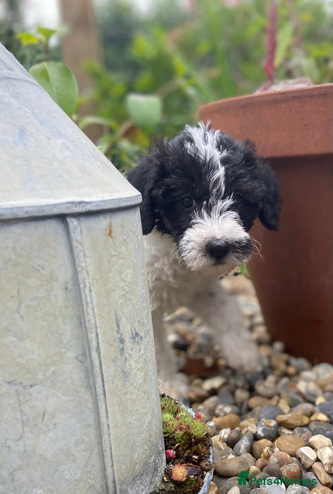Mixed Breed dogs for sale: Poodle cross - Image 19