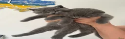 British Shorthair cats for sale: Female and Male  in Basildon - Advert 2