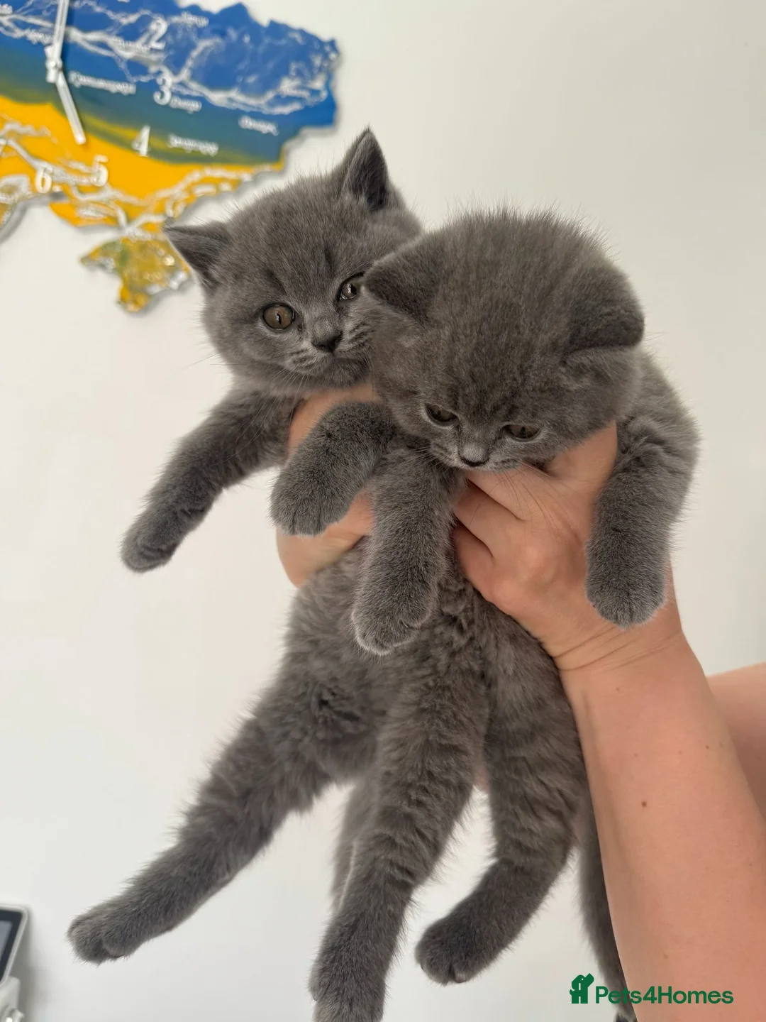 British Shorthair cats for sale: Female and Male  in Basildon - Advert 2