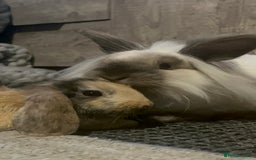 Mini Lion Lop rabbits for sale: Mini lion lop - Image 7