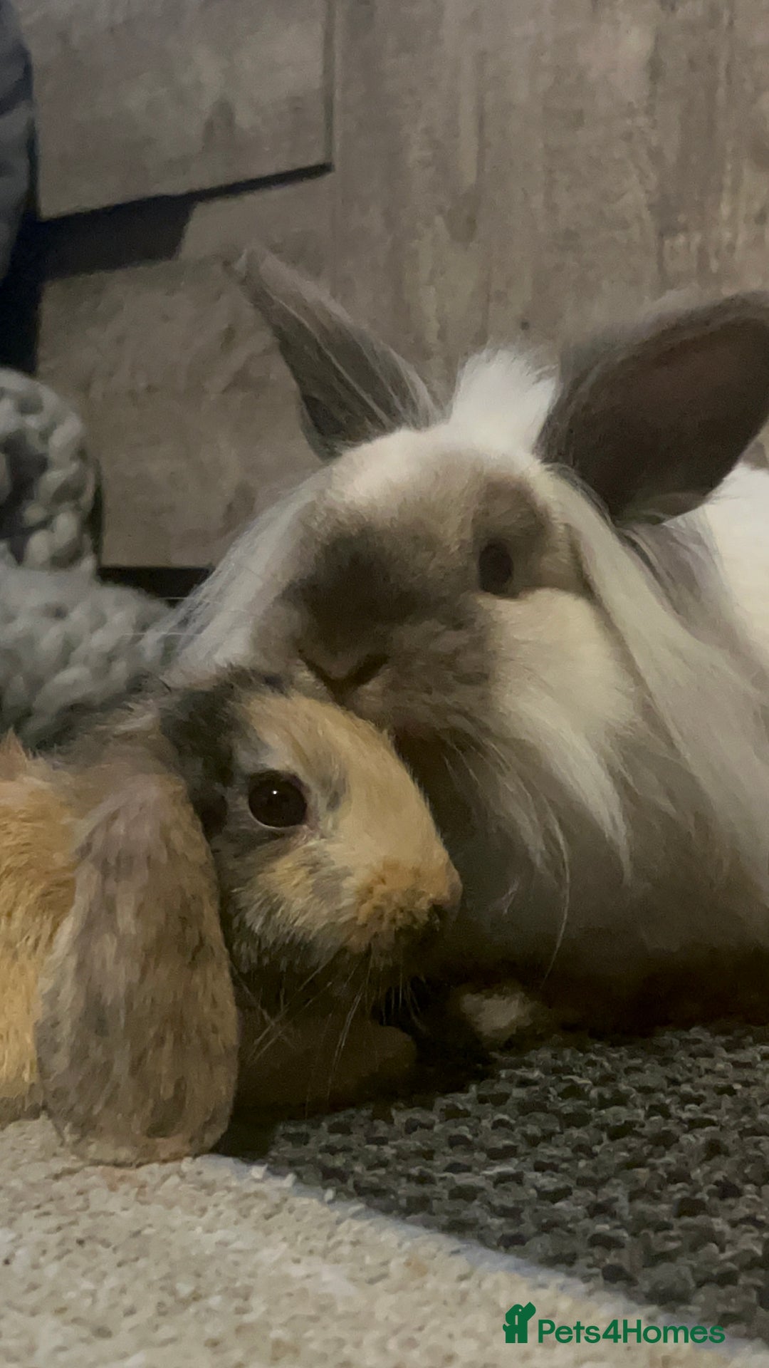 Mini Lion Lop rabbits for sale: Mini lion lop - Image 7