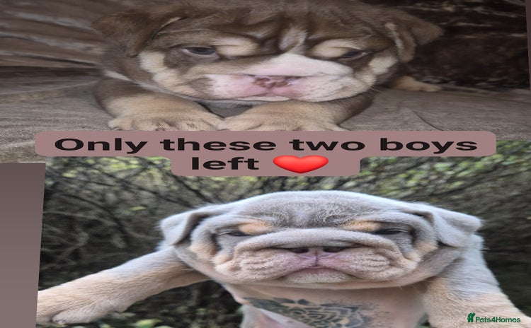 English Bulldog dogs British bulldog puppies  - Advert 1