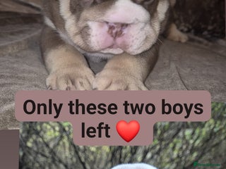 English Bulldog dogs British bulldog puppies - Advert 13