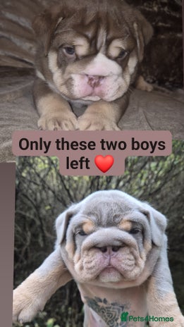 English Bulldog dogs British bulldog puppies - Advert 7
