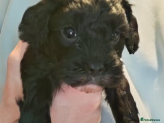 Cavapoo dogs F1 Cavapoo puppies 1 male 2 females - Advert 15