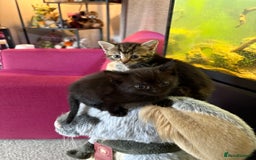 Mixed Breed cats for sale: 1 Ginger male and 1 black female remaining  - Image 3