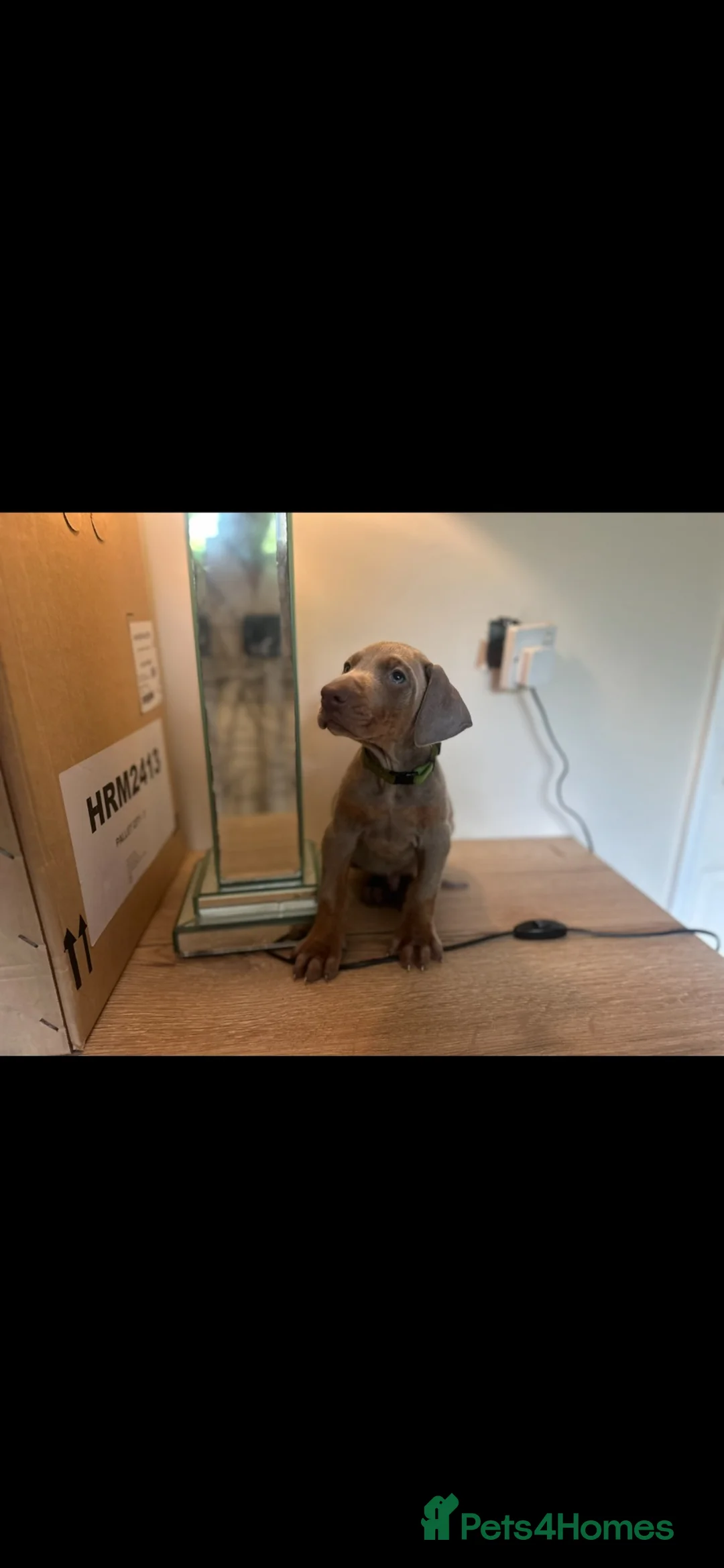 Dobermann dogs for sale: READY NOW STUNNING KC REGISTERED DOBERMAN PUPPIES - Advert 12
