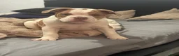 Olde English Bulldogge dogs for sale: Bruce  in Chesterfield - Advert 12