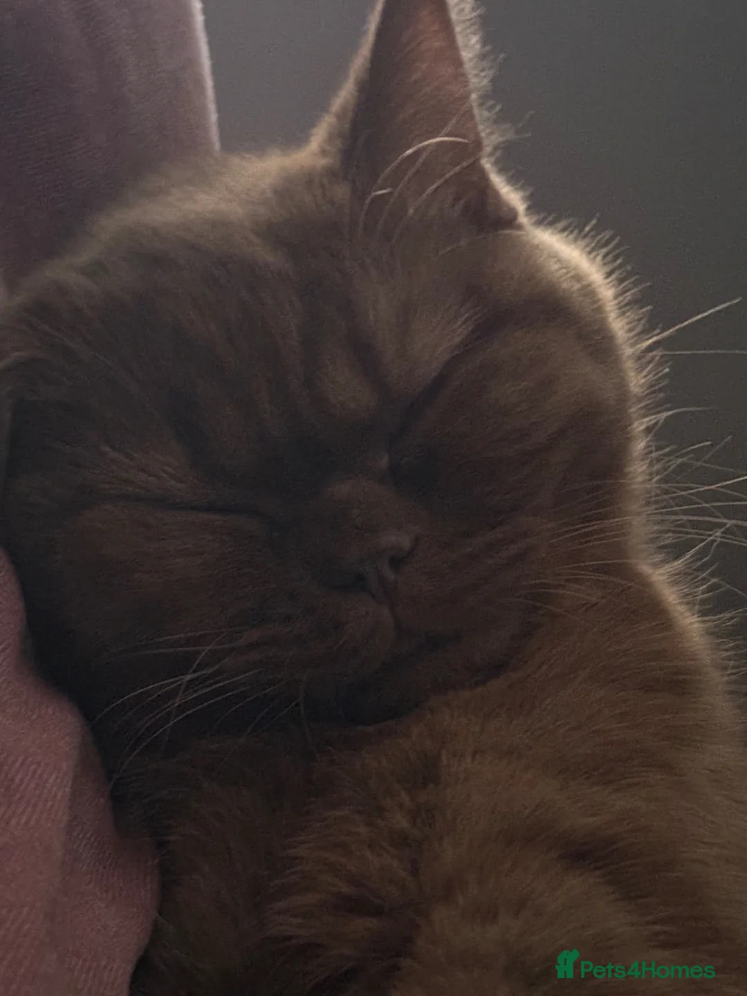 British Shorthair cats for sale: brown british shorthair in Birmingham - Advert 2