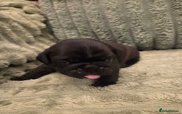 Pug dogs for sale: Pug Puppies - Image 7