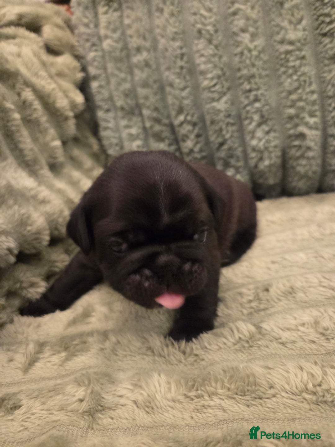 Pug dogs for sale: Pug Puppies - Image 7