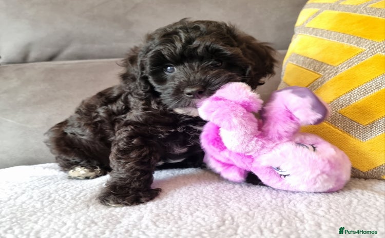 Cockapoo dogs - Advert 15