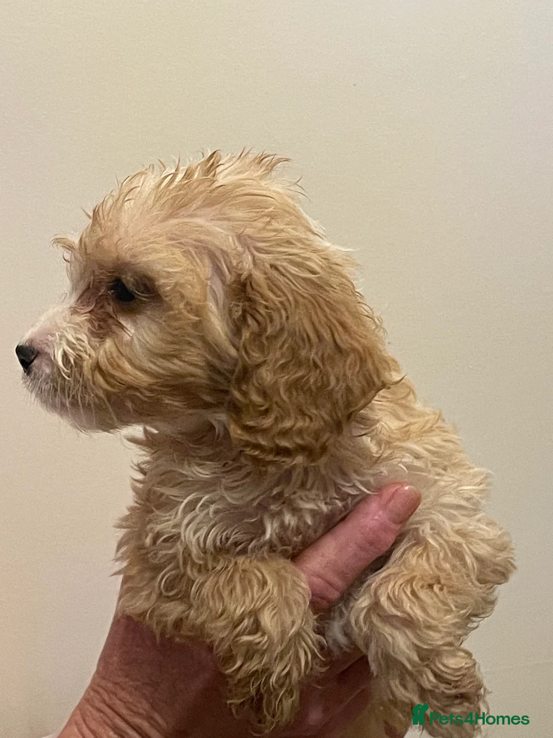 Cockapoo dogs for sale:  Cockapoo Puppies Ready for Loving Homes  - Advert 8