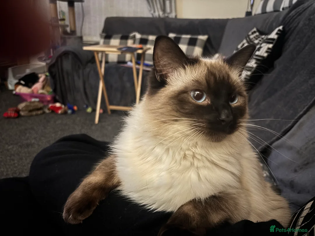 Ragdoll cats for sale: Cooper - Advert 4