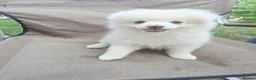 Pomeranian dogs for sale: Beautiful pomeranian  puppies ready to go - Advert 31