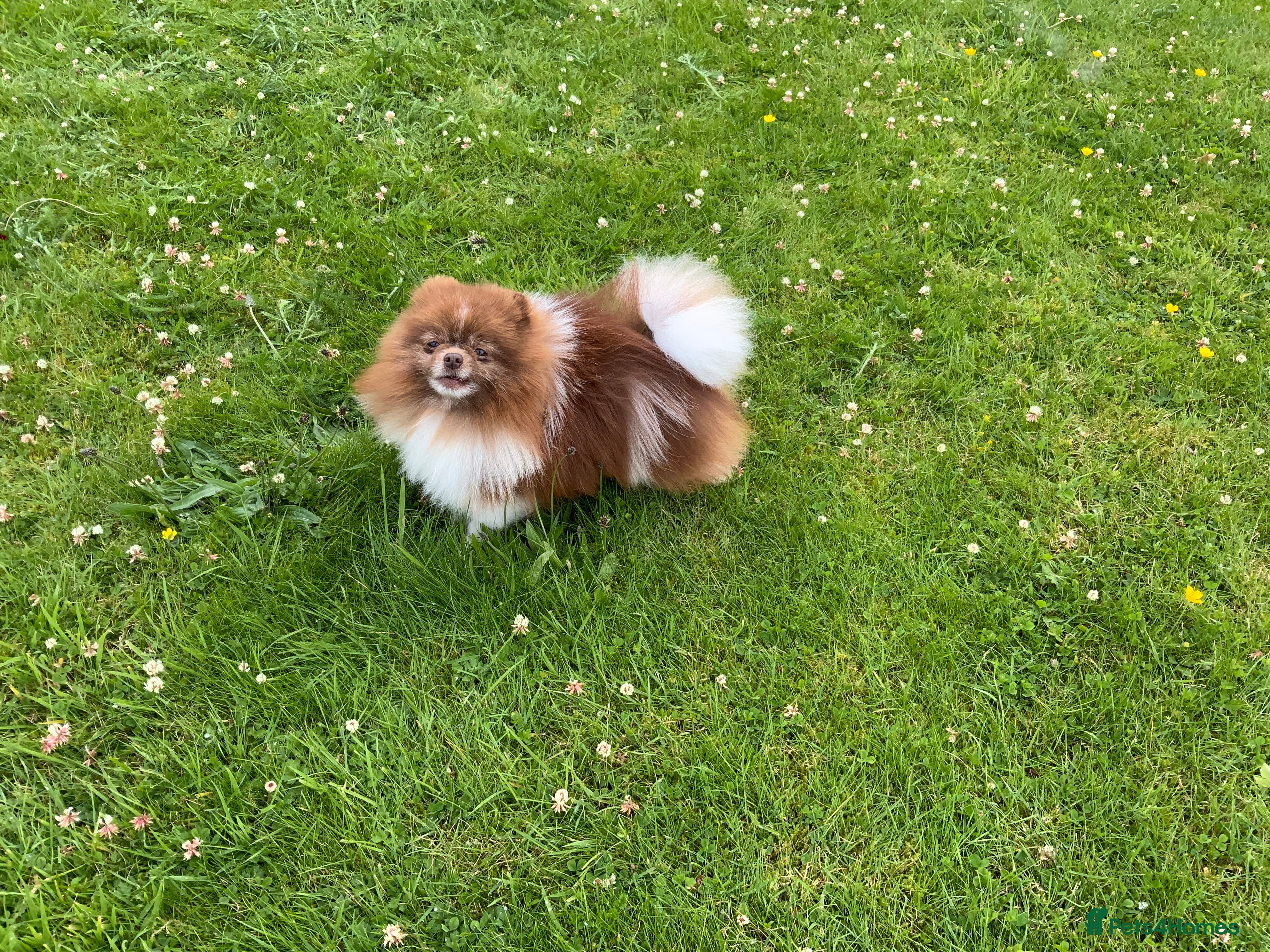 Pomeranian dogs Chocolate and white party colour true to type boy in Lanark - Advert 2