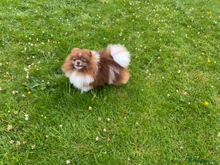 Pomeranian dogs Chocolate and white party colour true to type boy in Lanark - Advert 2