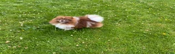 Pomeranian dogs for stud: Chocolate and white party colour true to type boy in Lanark - Advert 1