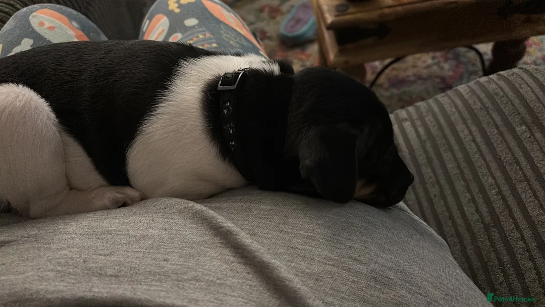 Mixed Breed dogs for sale: Jug cross puppy  - Advert 2