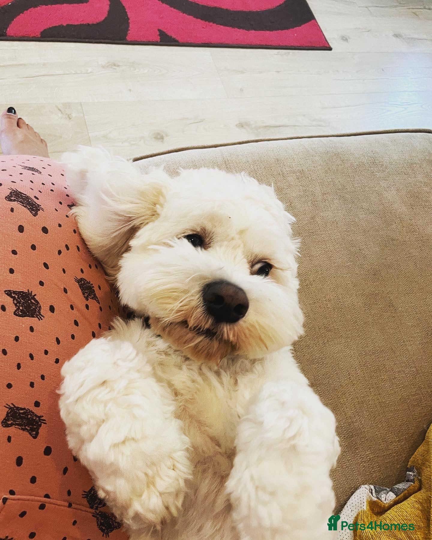 Mixed Breed dogs for sale: Beloved Cockachon looking for a new home - Advert 3