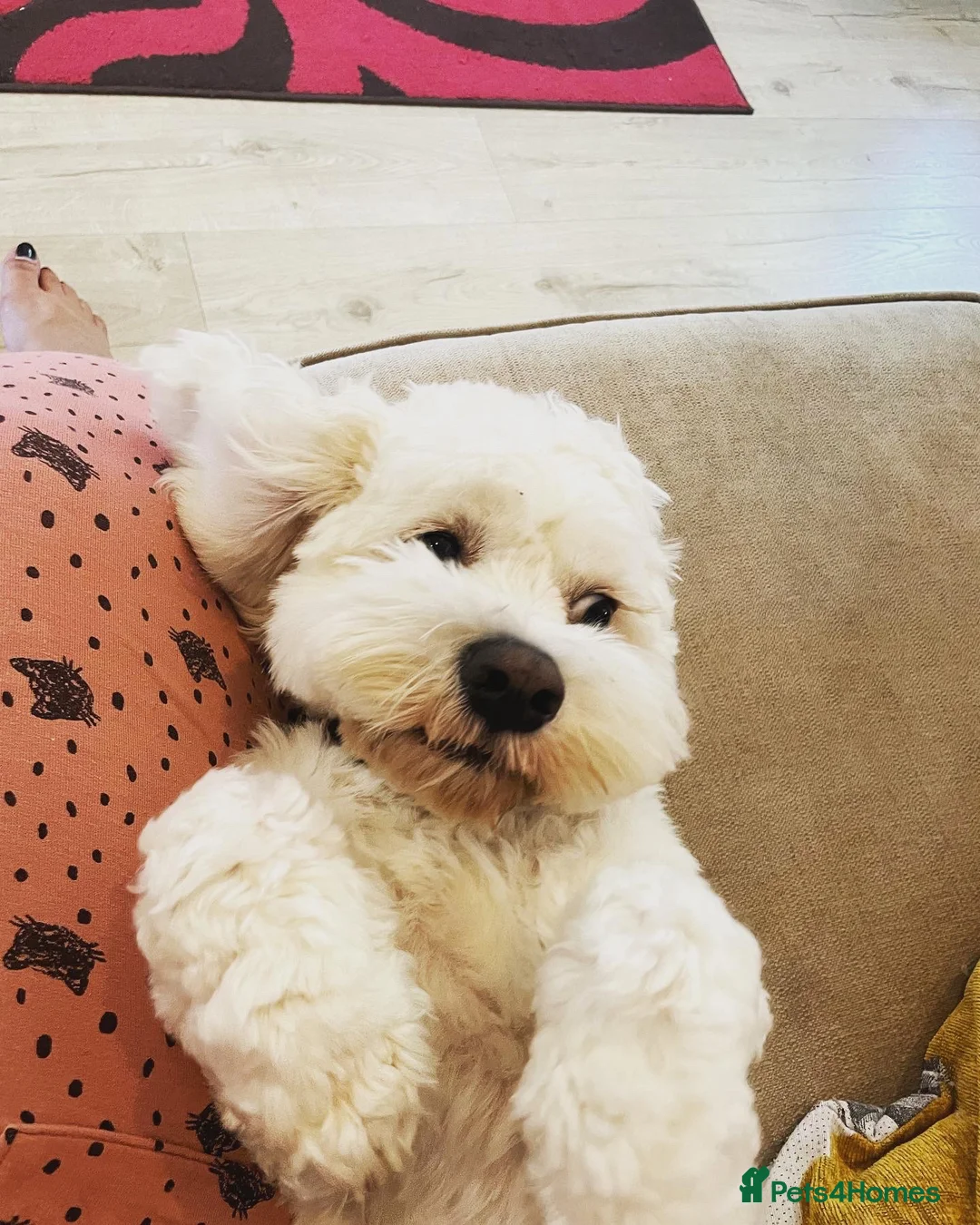 Mixed Breed dogs for sale: Beloved Cockachon looking for a new home in Christchurch - Advert 1