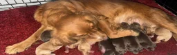 Cocker Spaniel dogs for sale: working cocker spaniels  - Advert 2