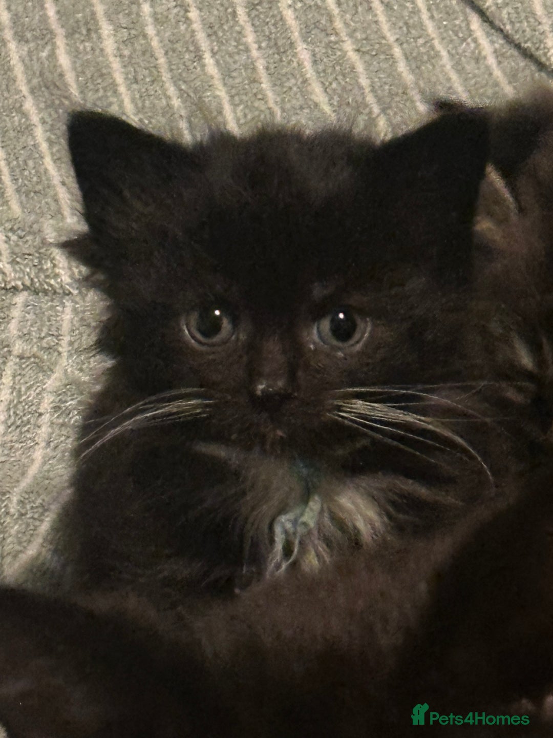 Maine Coon cats for sale: Maincoon cross ragdoll - Advert 7