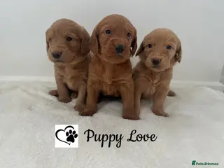 Labradoodle dogs ⭐️Fully Health Tested F1 Miniature Labradoodles💫 - Advert 5