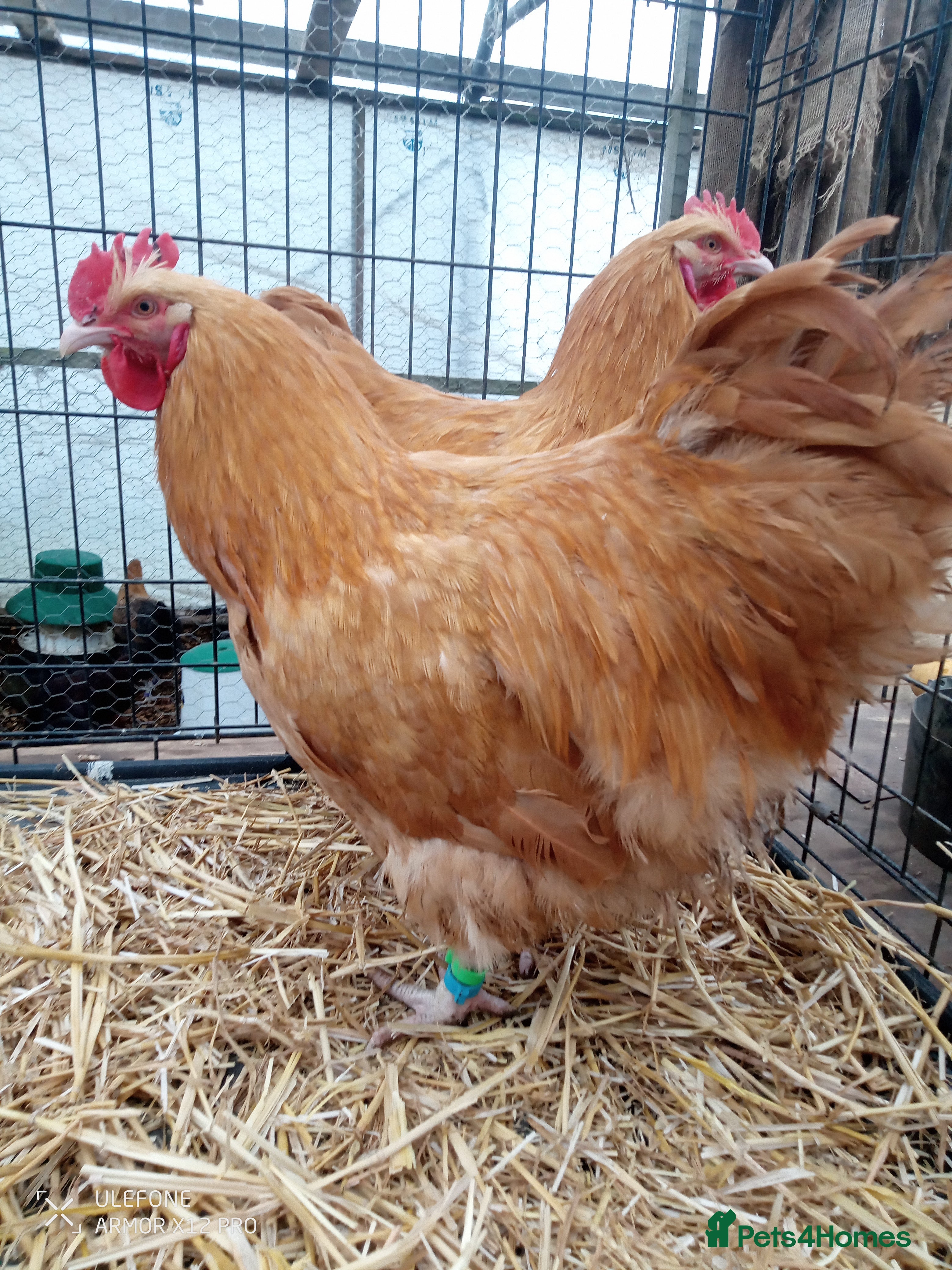 Chickens poultry Buff Orpington cockerel x2 in Daventry - Advert 1