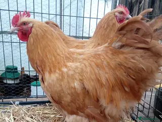 Chickens poultry Buff Orpington cockerel x2 in Daventry - Advert 1