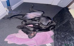 Cane Corso dogs for sale: For sale - Image 3