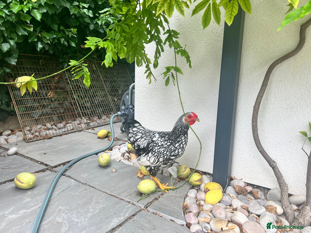 Chickens poultry for sale: Silver Laced Wyan Dotte - Image 2