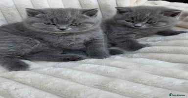 British Shorthair cats - Advert 5