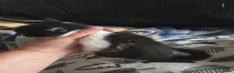 Mixed Breed cats for sale: Kittens are looking for their homes - Advert 12
