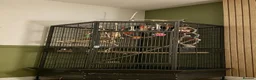 Parrots birds for sale: African grey - Advert 1