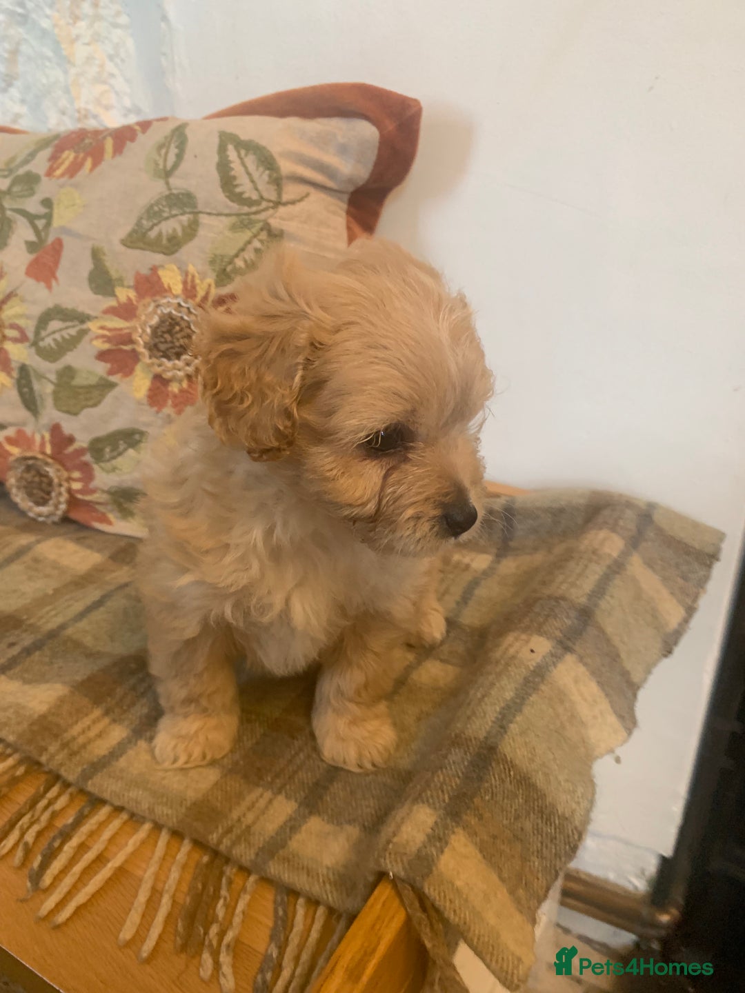 Mixed Breed dogs for sale: Cavapoo/Westiepoo - Advert 14