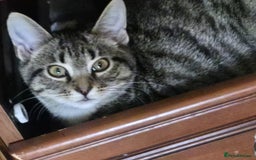 Mixed Breed cats for sale: Beautiful fluffy kittens - Image 1