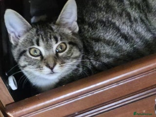 Mixed Breed cats - Advert 4