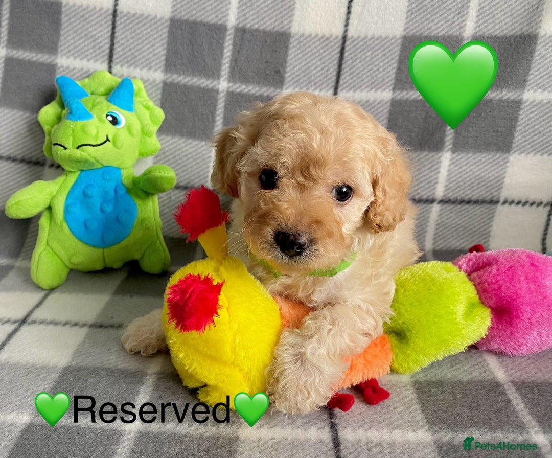 Cavapoo dogs for sale: 💖 Top Quality F1B Cavapoo Puppies DNA TESTED 💖 - Image 31