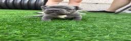 French Bulldog dogs for sale: French Bulldog Puppies - Advert 9