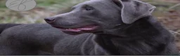 Labrador Retriever dogs for sale: 🐾7 Stunning Labrador Puppy’s 👀 🏡 🐾 - Advert 5