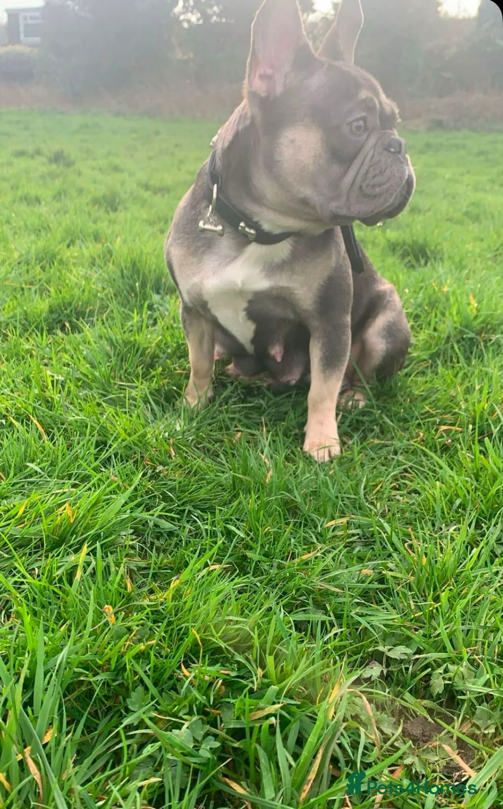 French Bulldog dogs   Outstanding Lilac Fluffy French Bulldog Puppies  - Advert 18