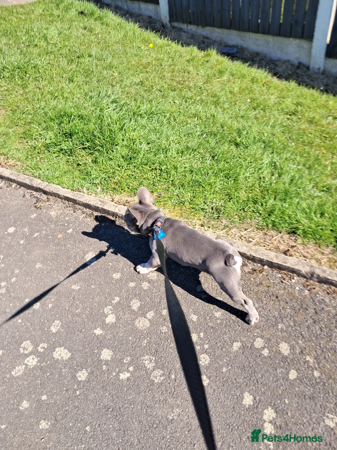 French Bulldog dogs for sale: Male Fench bulldog - Advert 4