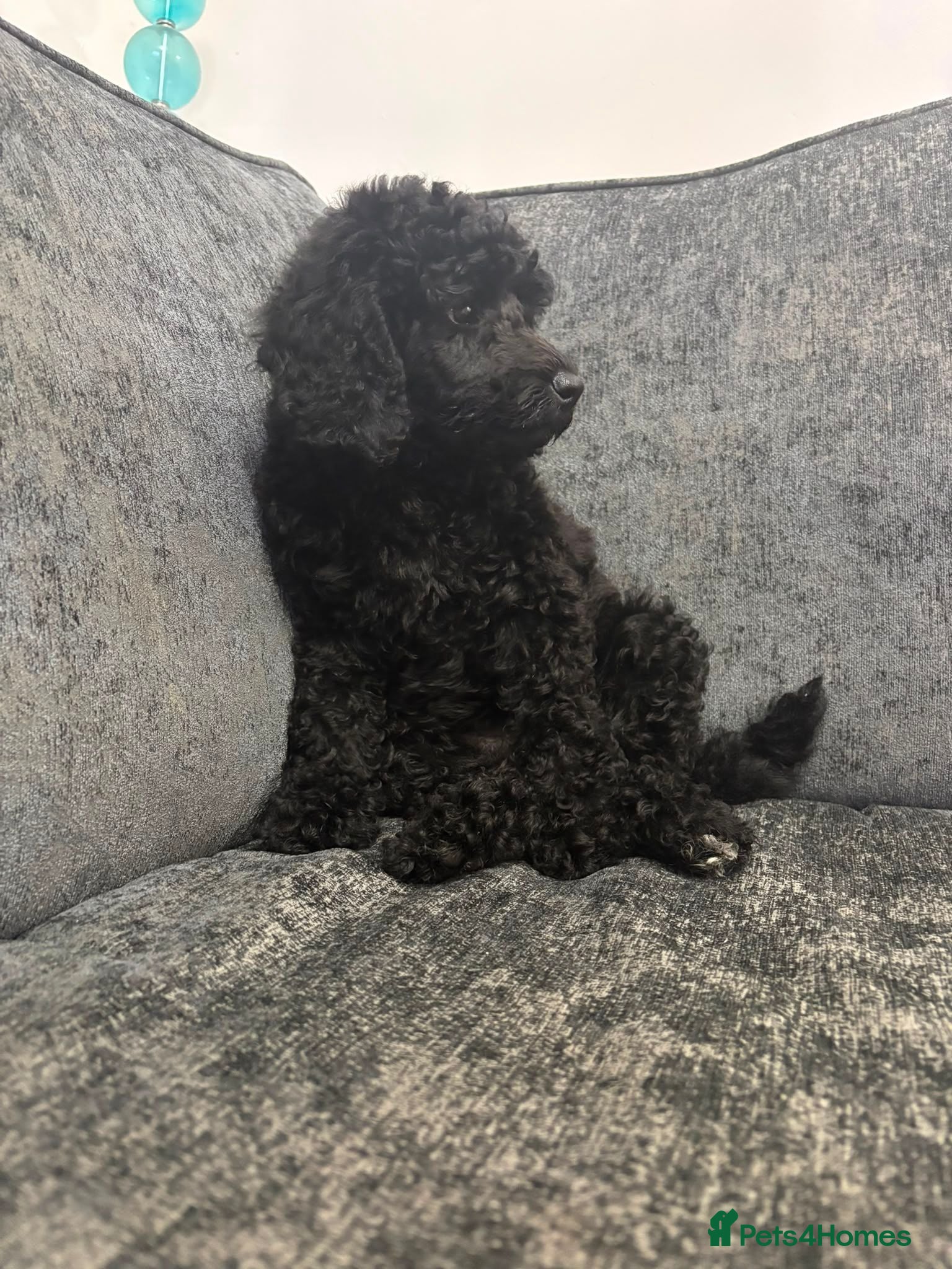 Mixed Breed dogs Poodle pups - Advert 1