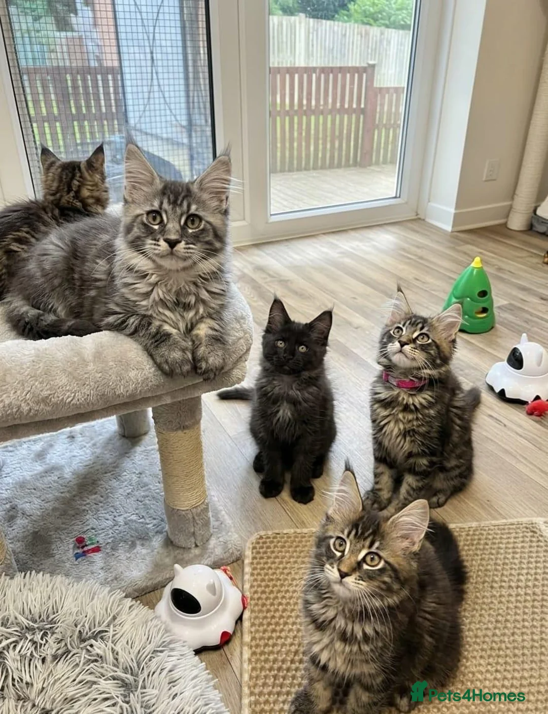 Maine Coon cats for sale: Maine Coon Kittens  - Advert 13