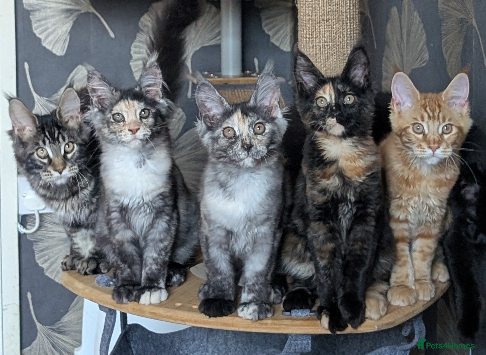 Maine Coon cats Pedigree Maine coons kittens Tica registered - Advert 2