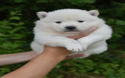 Siberian Husky dogs for sale: Beautiful Chowski puppies  - Image 2