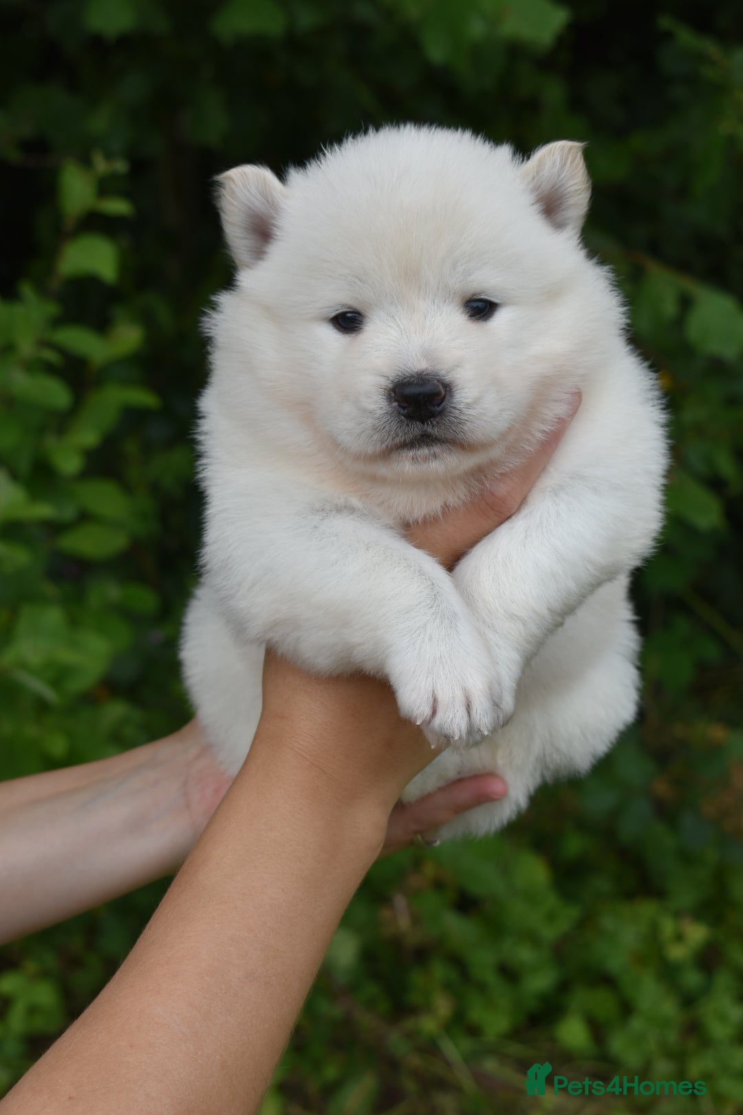 Siberian Husky dogs for sale: Beautiful Chowski puppies  - Image 2