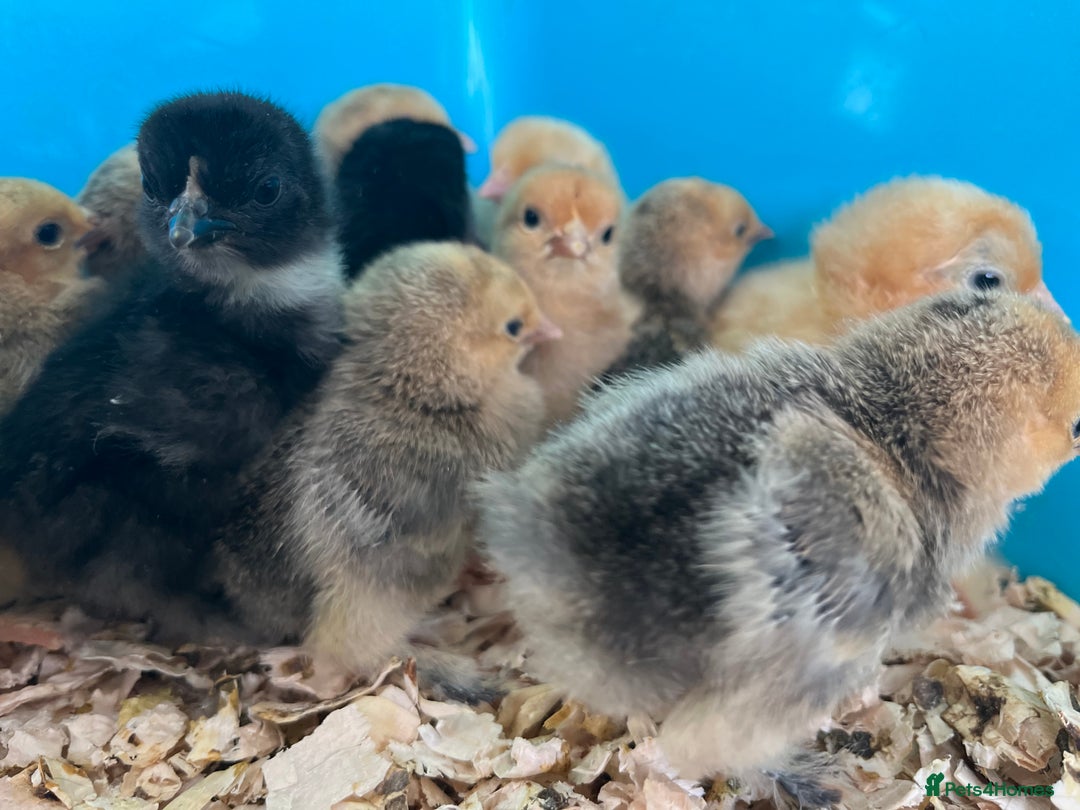 Chickens poultry for sale: Sablepoot Chicks, Growers, Hens, Hatching Eggs - Image 5