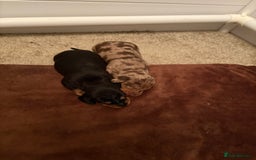 Dachshund dogs for sale: Standard Dachshund Puppies  - Image 9